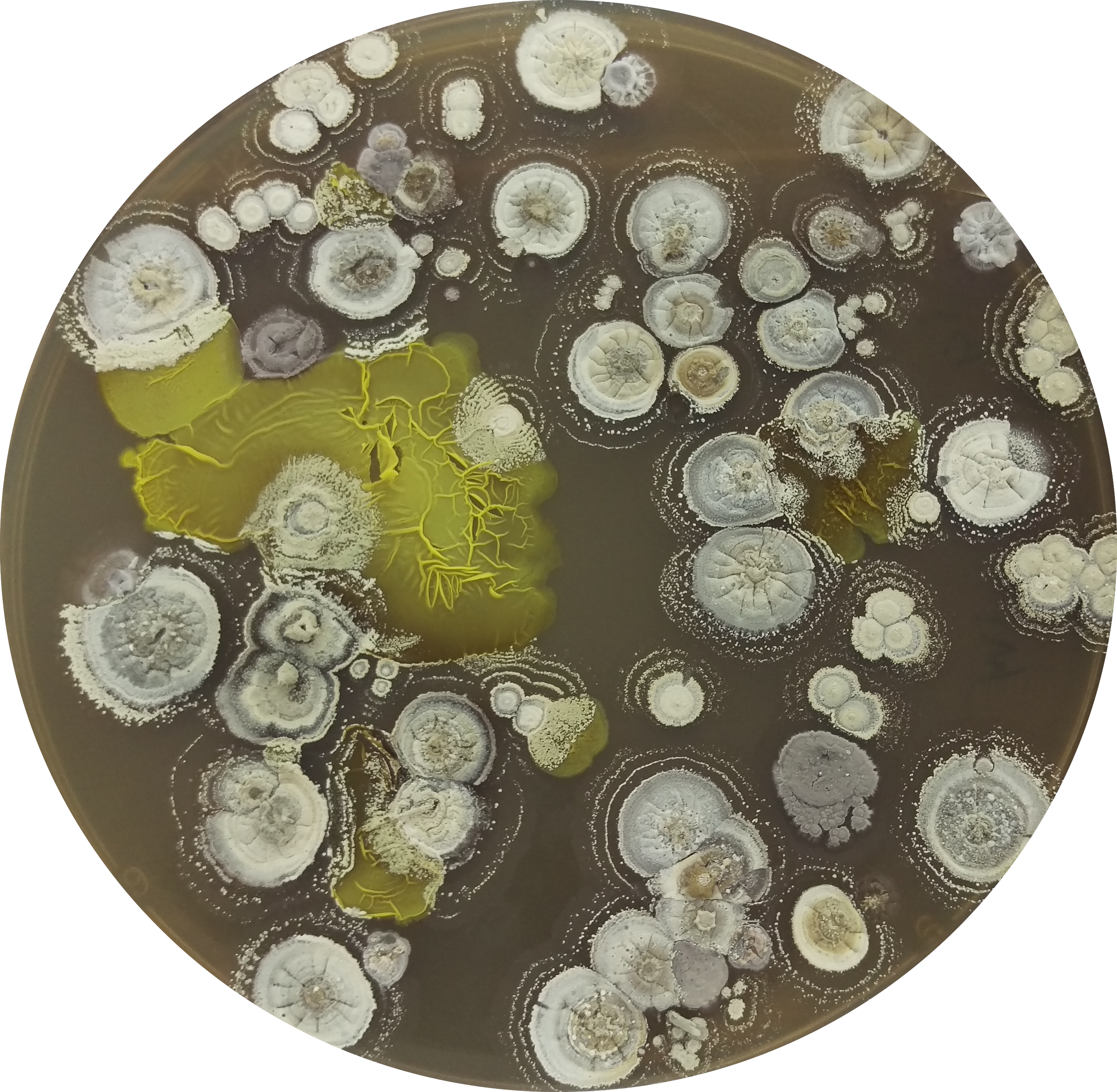 Microbes on petri dish