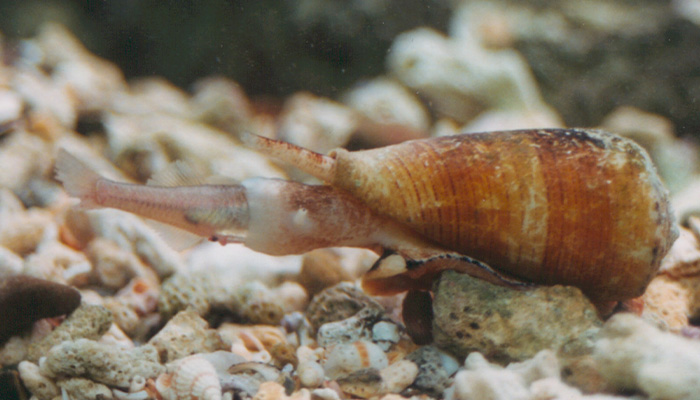 Adult conus magus eating a fish